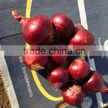red onion Sale
