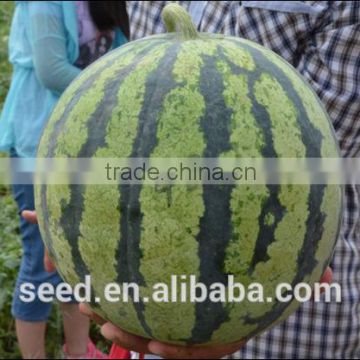 No.48 Chinese Spherical Hybrid Watermelon Seed