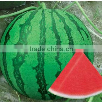 ZHN 3 early maturing spherical shape seedless watermelon seeds