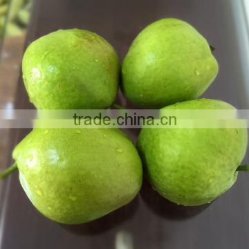 2015-2016 Emerald cheap su pear for hot sell