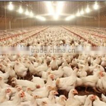 Commercial Broiler House Design and Found