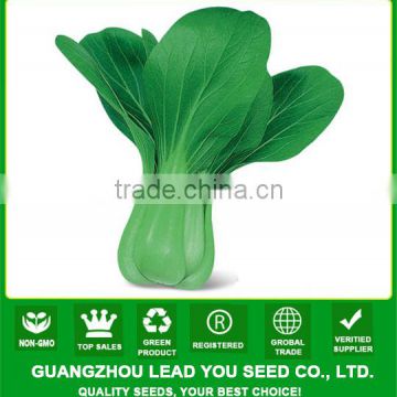 PK08 Zhonghua very early maturity hybrid pakchoi seeds in vegetable seeds