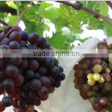 Grapes are packaged by nonwoven fabric with high quality