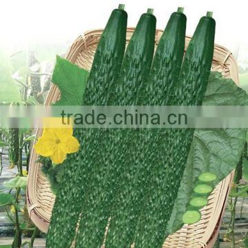 HCU03 Cuhuo 38cm in length,chinese F1 hybrid cucumber seeds in vegetable seeds