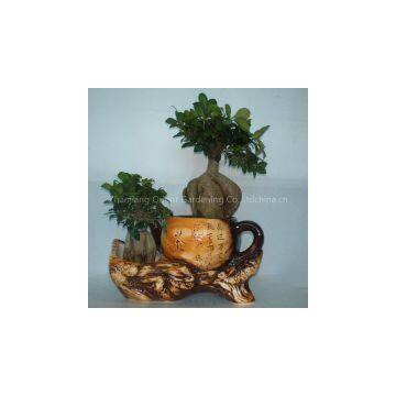 ficus ginseng microcarpa mini potted bonsai tree Taiwan Ficus Banyan Fig Indian Laurel Fig indoor ornamental plants