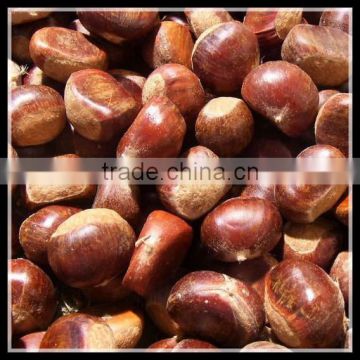 Raw Fresh Chestnut , Wholesale !!
