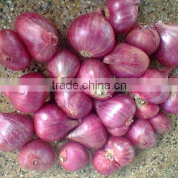 new crop 2014 fresh Red Shallot Onion