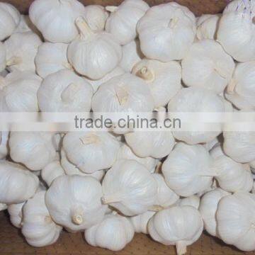 chinese pure white garlic new crop 2016 fresh best qaulity