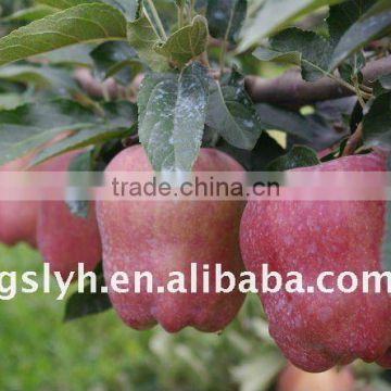 2011 new huaniu apple