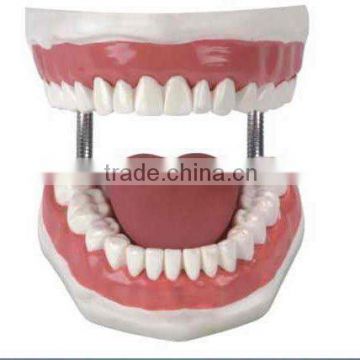 artificial tooth medical model OEM factory