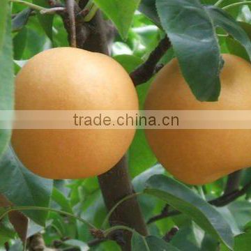 China Fresh Fengshui Pear