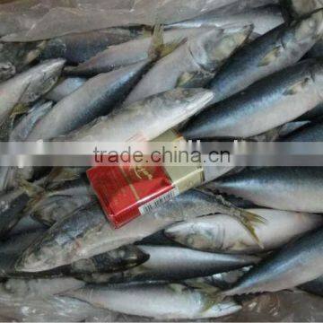 large stockFrozen sea fish pacific mackerel