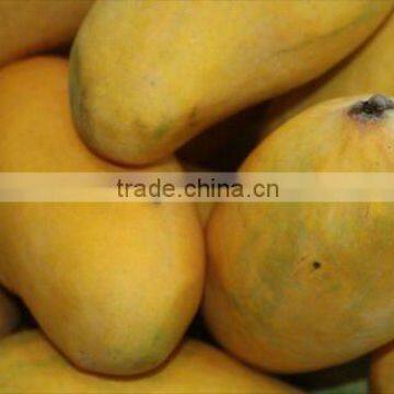 Chaunsa Mango