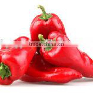 Best Selling Hot Red Pepper