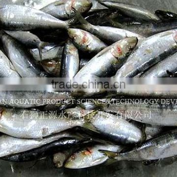 Export Wholesale Sardines For Can