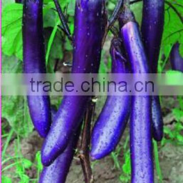 Long Purple Eggplant 102-Eggplant Seeds for growing