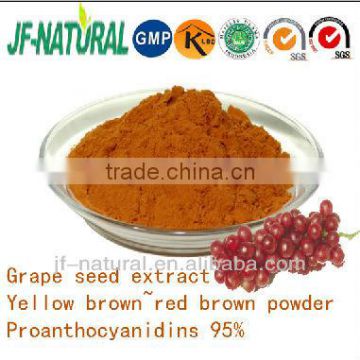 grape seed extract 95% proanthocyanidins