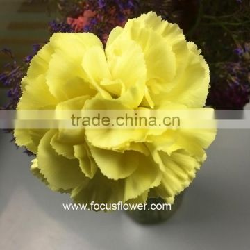 2016 High Quality High Quality Carnation Factory Directly Sell Colorful Decorative Flowers