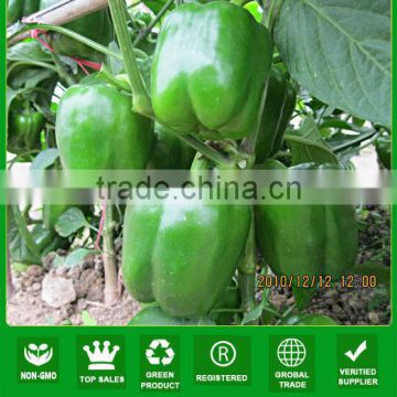 ASP141 Nanshu big fruit size sweet pepper hybrid seeds