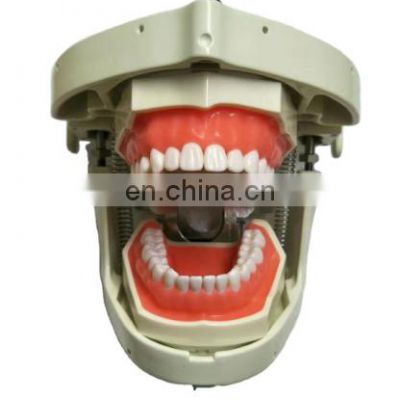 Nissin Frasaco Dental simulator dental teaching simple model dental phantom head for teaching