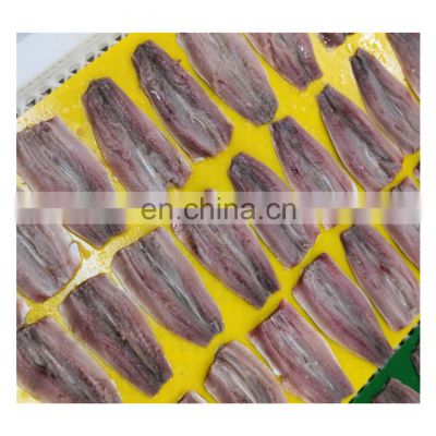 Good quality frozen tail off sardine fish fillet for export
