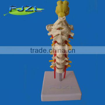 Advanced PVC flexible Medical human Spine Anatomical Model For Education/ artificial