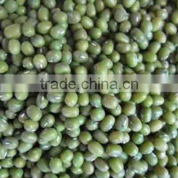 Green Mung beans big size