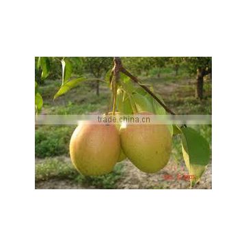 Delicious fresh Korla pear direct from factory with cheap price