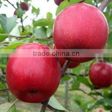 Fresh Type Fuji apple