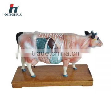Cattle acupuncture model