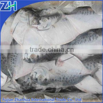 frozen moonfish Mene maculata from China