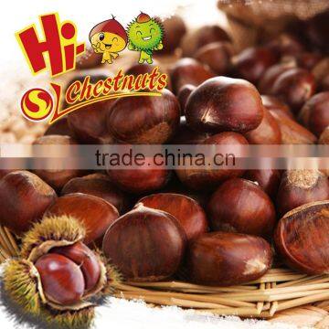 2016 New Crop Fresh Chestnut