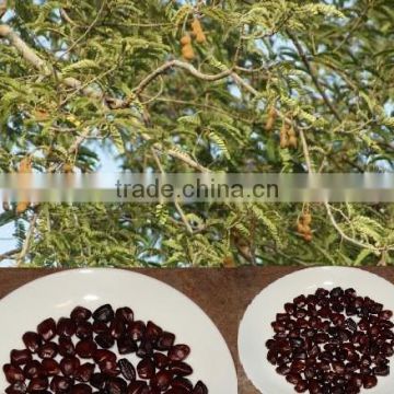 Indian Imli fruits tree seeds Tamarindus indica India Rajasthan Asia