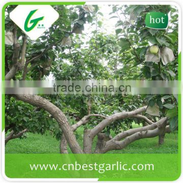 China bulk su pear for import