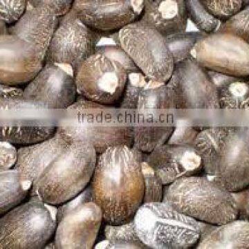 Jatropha Seeds