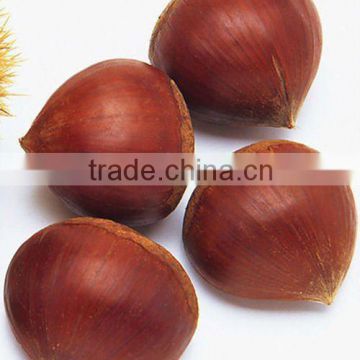 China export chestnut