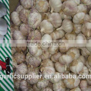 2014 crop garlic