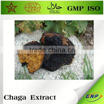 Best Selling Chaga Mushroom P.E From China