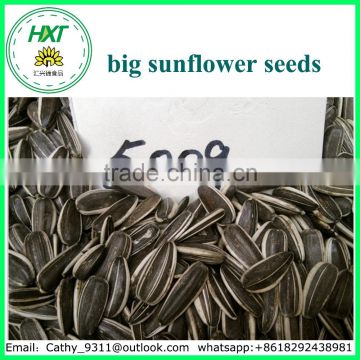 Where is big sunflower seeds