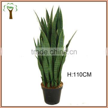 potted green agave plant hot sale to abroad