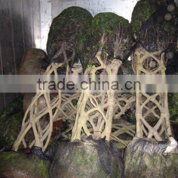 Ficus square shape loaded into container