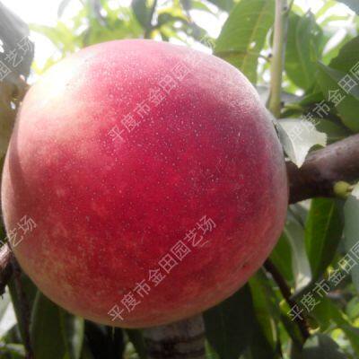 Yingshuang red peach seedling