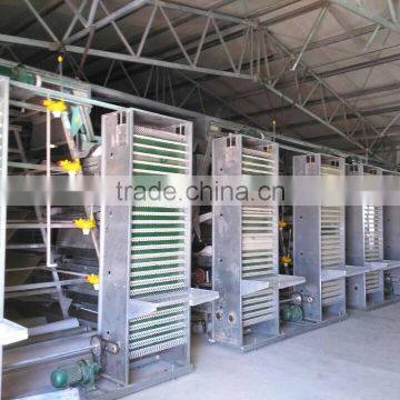 Automated cages for layers and broilers, modern steel poultry farm