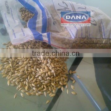 Animal Feed Barley for Libya, Africa, Middle East