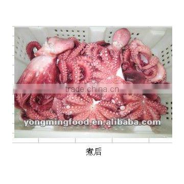 Frozen and cooked octopus