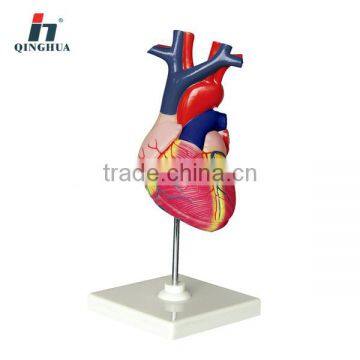 Human Heart life size