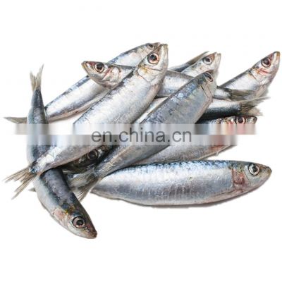 top quality wholesale sardines frozen sardine fish price frozen sardine for fishing bait