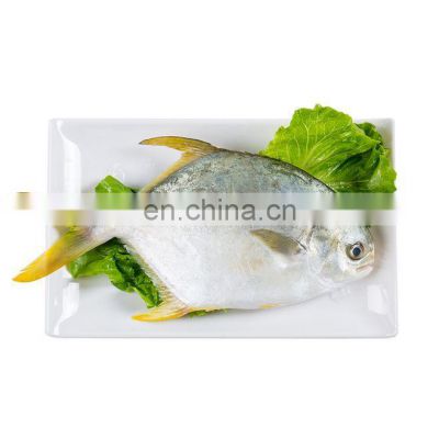 china IQF golden pompano frozen golden pompfret frozen golden pompano fish