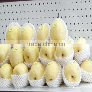 best quality fresh Shingo pear exporting