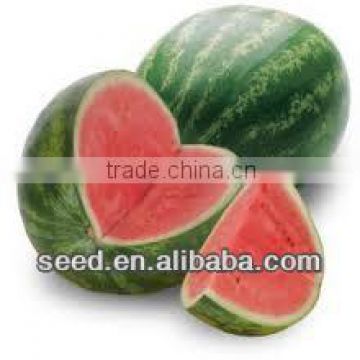 WZ Chinese hybrid round watermeln seed